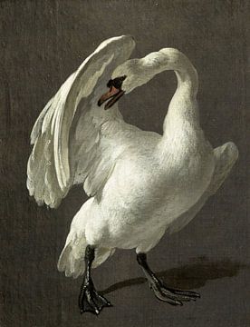 Zwaan in gevechtshouding, Melchior d'Hondecoeter