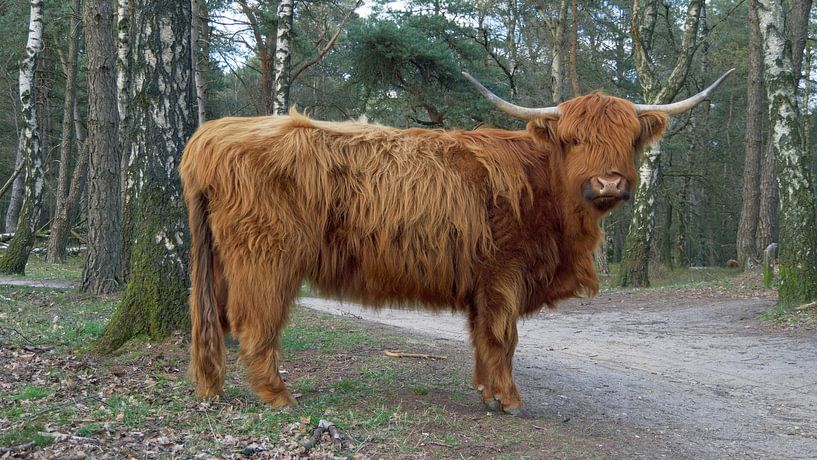 Schotse hooglander van JW Image Solutions