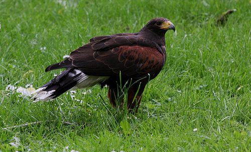 Vogelshow