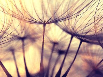 the beauty of a dandelion by Els Fonteine