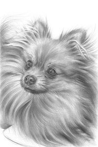 Flauschiger Pomeranian Rüde