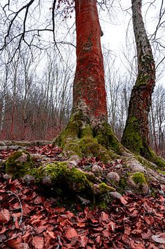 Racines d'un arbre à feuilles caduques recouvertes de mousse sur Marcus Beckert