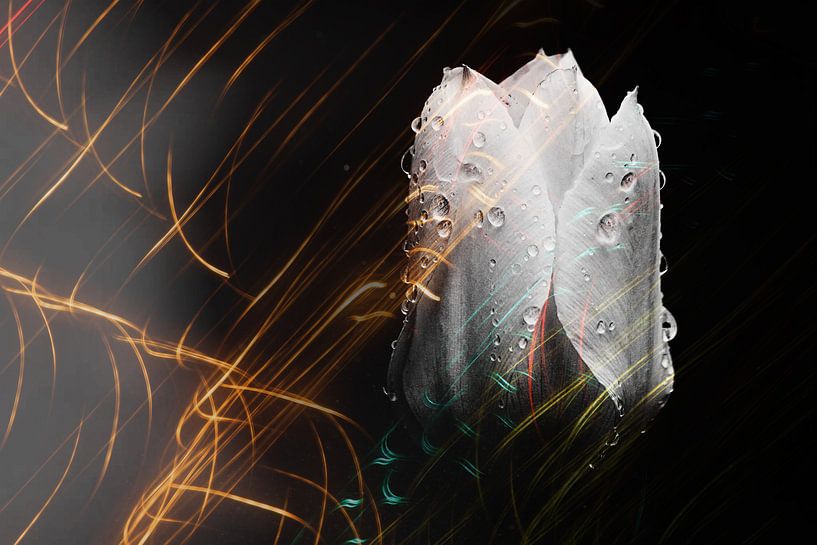 Double Vision Part II Analogously prepared von Nicole Frischlich