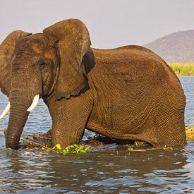 Olifant in het water van Natuurpracht   Kees Doornenbal