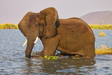 Olifant in het water van Natuurpracht   Kees Doornenbal