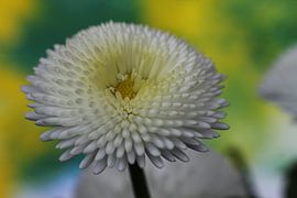 Bellis von Augenblicke im Bild