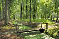 Bosbeek Lambalgen