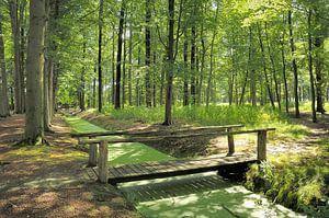 Bosbeek Lambalgen