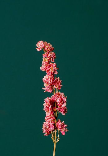 Roze Droogbloem (groen)