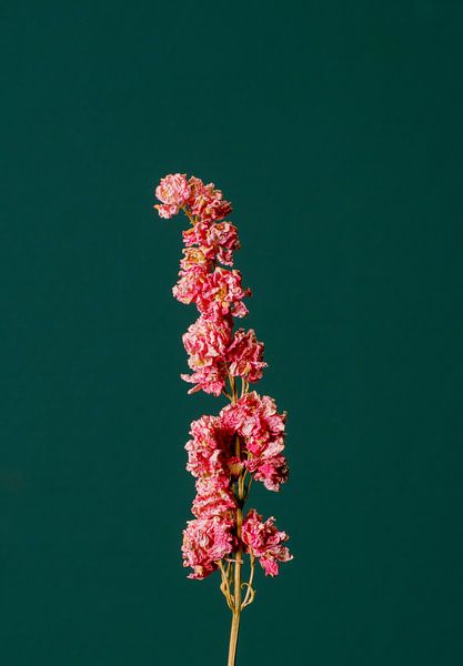 Pink Dry Flower (green) by michel meppelink