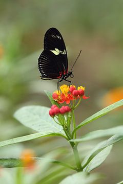 Doris Passiebloemvlinder (Heliconius doris) van Ronald Pol