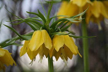 fritillaria imperialis