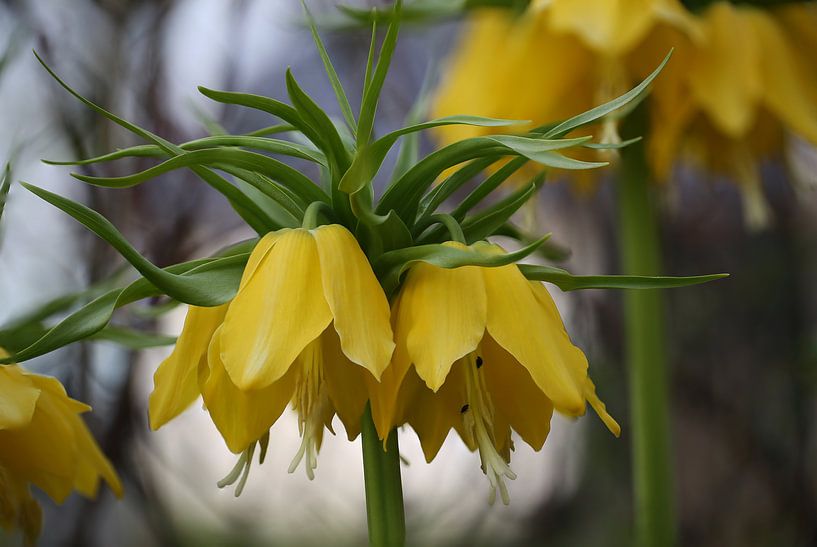 Kaiserkrone par Erich Werner