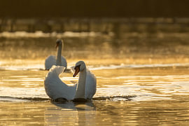 Cygne tuberculé dans la lumière dorée du matin sur Manja van der Heijden