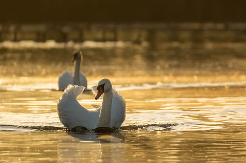 Höckerschwan im goldenen Morgenlicht
