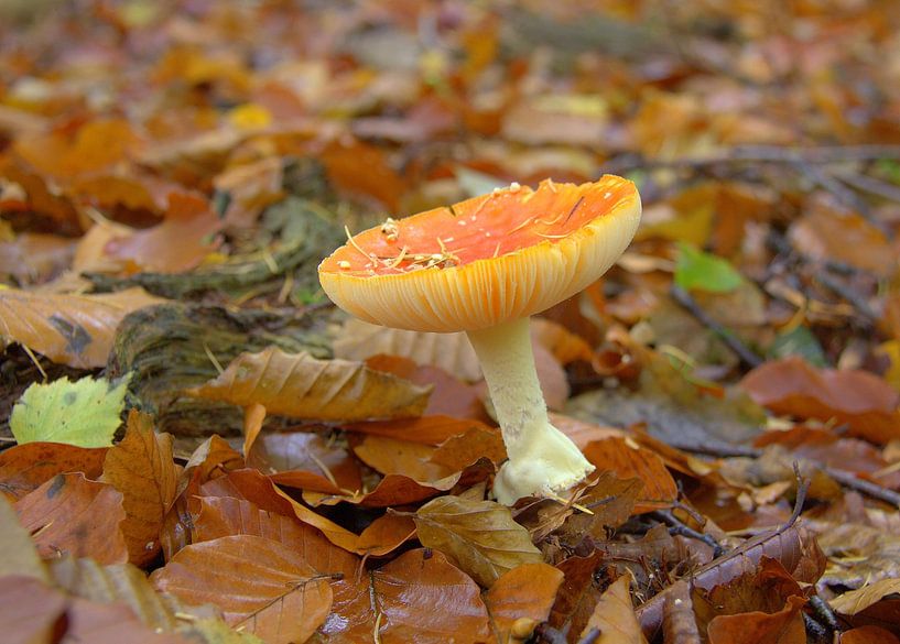 Mushroom by Jose Lok