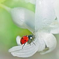 Beetle