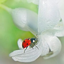 Beetle by Ad Spruijt