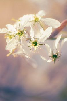 A dreamy image of a currant bush in bloom