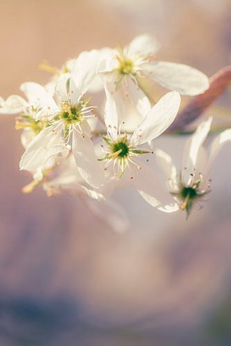 A dreamy image of a currant bush in bloom
