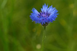 Cornflower by Karin Jähne