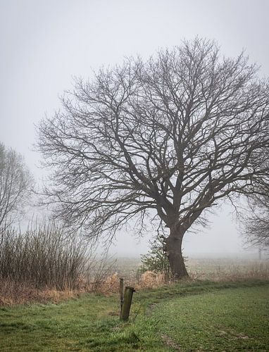 The oak tree along the path, with mist