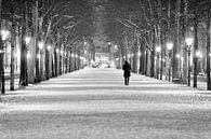 Lange Voorhout by Tom Roeleveld thumbnail