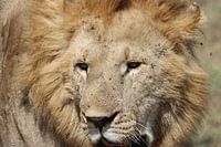 Lion in Maasai mara national park