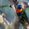 Colourful parrot on branch by Fotografie Schnabel