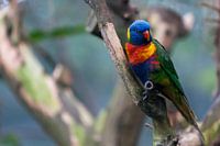 Colourful parrot on branch