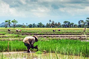 Rice field with farmer harvesting rice in Bali Indonesia by Dieter Walther