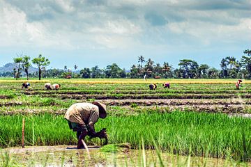 Rijstveld met landbouwer die rijst oogst in Bali Indonesië van Dieter Walther