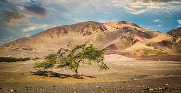 Lonely tree in Chauchilla desert, Peru by Rietje Bulthuis