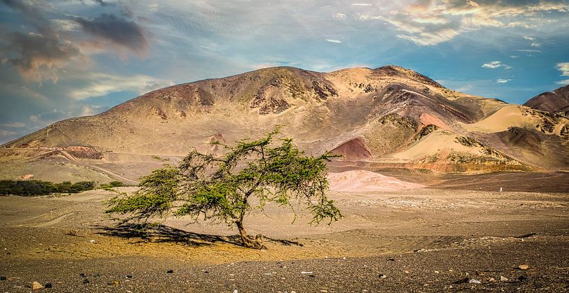 Eenzame boom in Chauchilla woestijn, Peru van Rietje Bulthuis