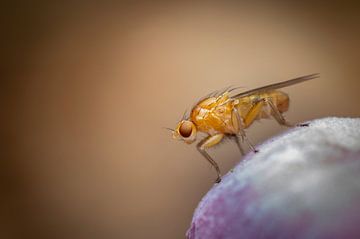 Vlieg op paddenstoel van Clicks&Captures by Tim Loos