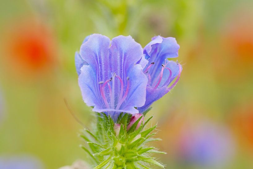 Wildblume 'Echium plantagineum von Ivonne Fuhren- van de Kerkhof
