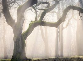 Moss creeper by Jos Duivenvoorden