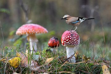 Le geai a trouvé son point d'atterrissage sur cette agaric mouche. sur Hans de Waay