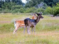 Koppel damherten ( Dama dama ) in de duinen 2017