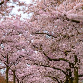 Allée des cerisiers en fleurs du Japon sur Holger Felix