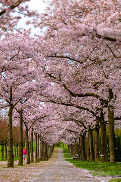 Allée des cerisiers en fleurs du Japon