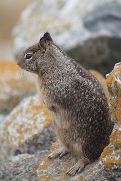 Streifenhörnchen von Christiaan Van Den Berg