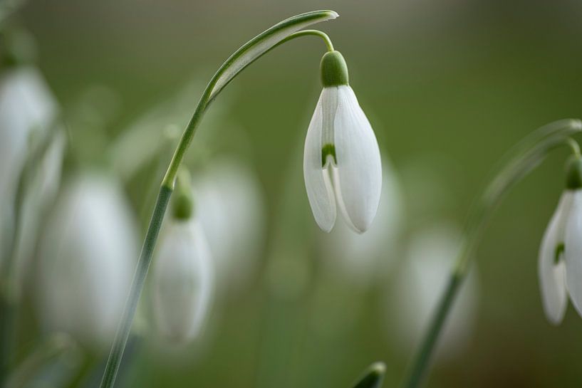 Snowdrop by René Jonkhout