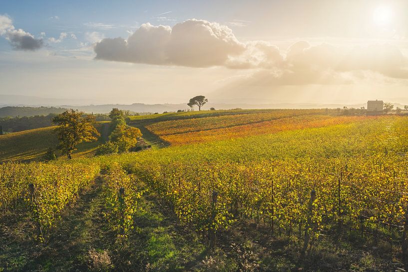Pinienwälder und Weinberge, Herbstlandschaft im Chianti von Stefano Orazzini