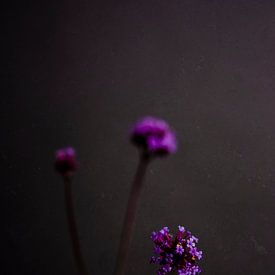 Dunkles Stilleben in Grau mit einer violetten Blüte von What I C
