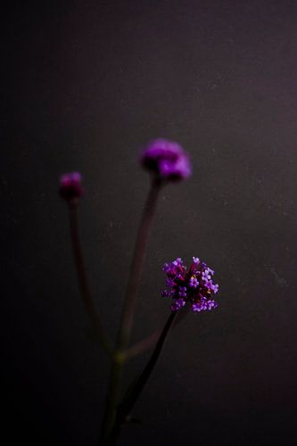 Dark still life in grey with a purple flower