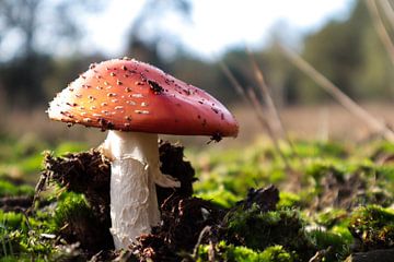 Champignon sur Femke Hermans