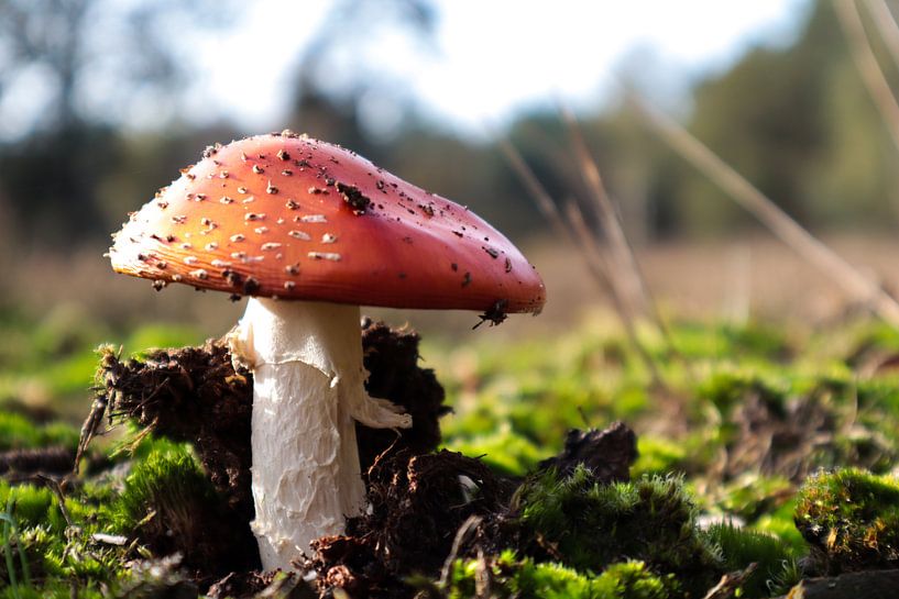 Champignon par Femke Hermans