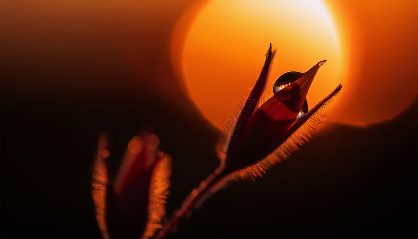 Planten met zonsondergang van Mustafa Kurnaz