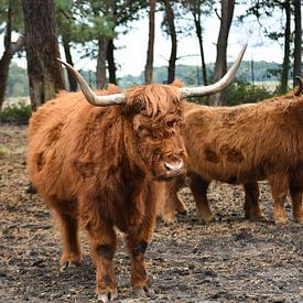 Schotse hooglanders in safaripark Beekse Bergen van Michelle de Haas